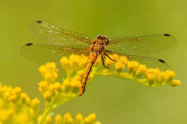 Meadowhawk Dragonfly Art Print featuring the photograph Dragonfly View by Willie McHale