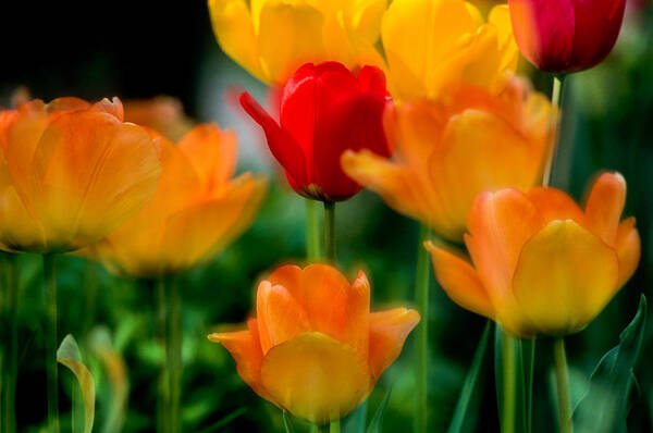 Tulips Art Print featuring the photograph Dream Tulips by Michael Hubley