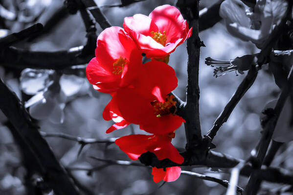 Red Flower Art Print featuring the photograph Dreamtime Magic by AM FineArtPrints