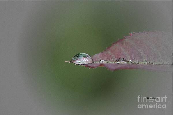 Droplets Art Print featuring the photograph Droplet on the Leaf tip by Yumi Johnson