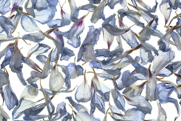 White Background Art Print featuring the photograph Dry Flower Petals On A White Background by Sergey Ryumin