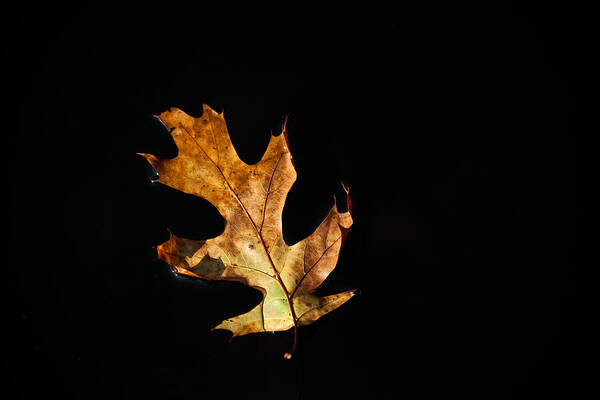 Leaf Art Print featuring the photograph Dry on Water by Karol Livote