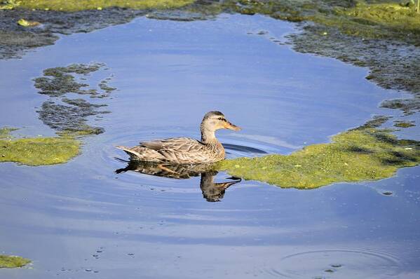 Duck Art Print featuring the photograph Duality Reflection by Bonfire Photography