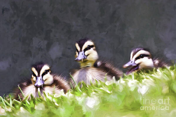 Pacific Black Ducklings Art Print featuring the photograph Ducklings by Sheila Smart Fine Art Photography