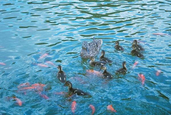 Ducks Art Print featuring the photograph Ducks and Koi 2 by Samantha Lusby