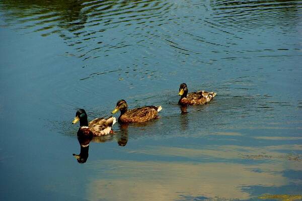 Ducks Art Print featuring the photograph Ducks by Anthony Seeker