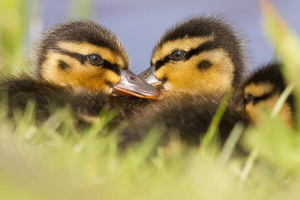 Anas Platyrhynchos Art Print featuring the photograph Ducktwins by Roeselien Raimond