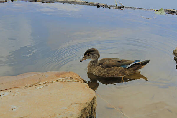 Duck Art Print featuring the photograph Ducky One by Barbara Dean