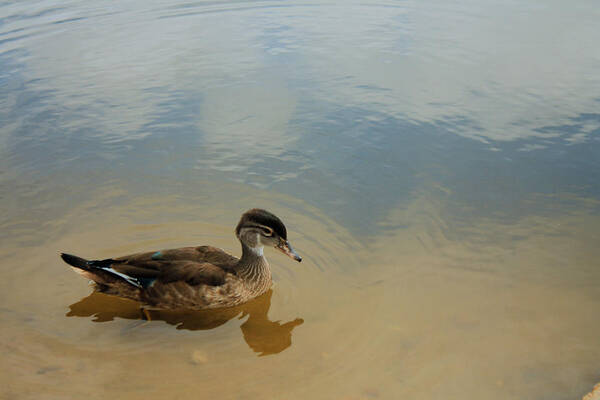 Duck Art Print featuring the photograph Ducky Two by Barbara Dean