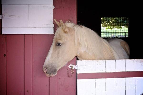 Dusty Art Print featuring the photograph Dusty by Bridgette Gomes