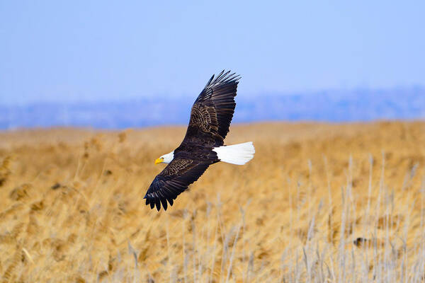 Bald Eagle Art Print featuring the photograph Eagle In Flight by Greg Norrell