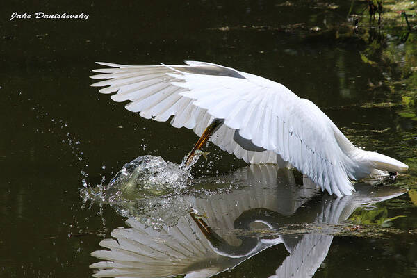 Bird Art Print featuring the photograph Early Bird Catches a ... Fish by Jake Danishevsky