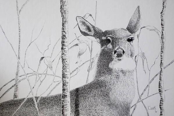 Pen And Ink Art Print featuring the drawing Early Winters Whitetail by Wade Clark