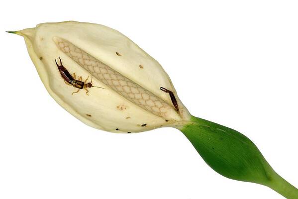 Araceae Art Print featuring the photograph Earwigs In An Arum Lily Flower by Dr Morley Read/science Photo Library