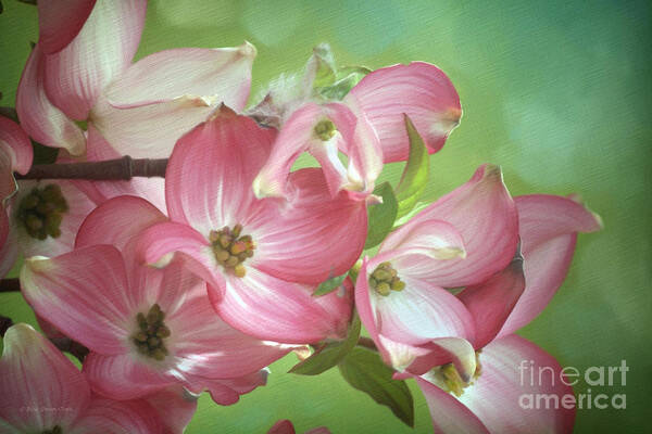 Digital Painting Art Print featuring the painting Eastern Dogwood II by Beve Brown-Clark Photography