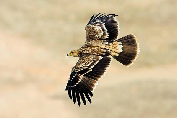 Biology Art Print featuring the photograph Eastern Imperial Eagle In Flight by Bildagentur-online/mcphoto-schaef/science Photo Library