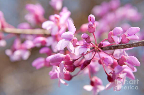 Bloom Art Print featuring the photograph Eastern Redbud Tree Closeup by Sari ONeal