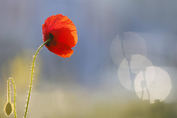 Bokeh Art Print featuring the photograph Echoes by Roeselien Raimond