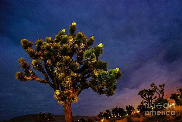 Joshua Tree Night Art Print featuring the photograph Edge of Town by Angela J Wright