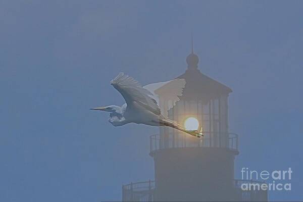 Nc Art Print featuring the photograph Egret at Hatteras by Cathy Lindsey