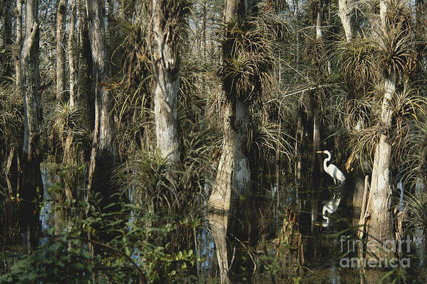 Great Egret Art Print featuring the photograph Egret In Big Cypress by Mark Newman