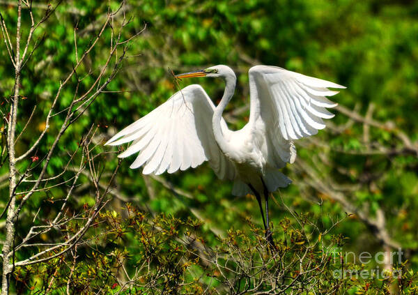 Egret Art Print featuring the photograph Egret In Evenings Light by Kathy Baccari
