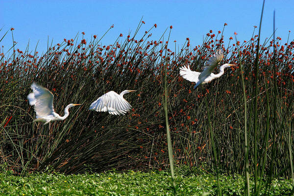 Composite Art Print featuring the photograph Egret Taking Off by Robert Woodward