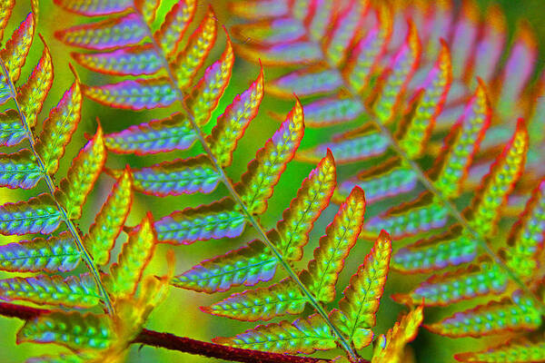 Fern Art Print featuring the photograph Electric Fern by Carolyn Stagger Cokley