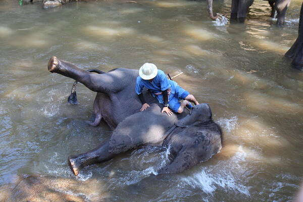 Chiang Art Print featuring the photograph Elephant Baths - Maesa Elephant Camp - Chiang Mai Thailand - 011310 by DC Photographer