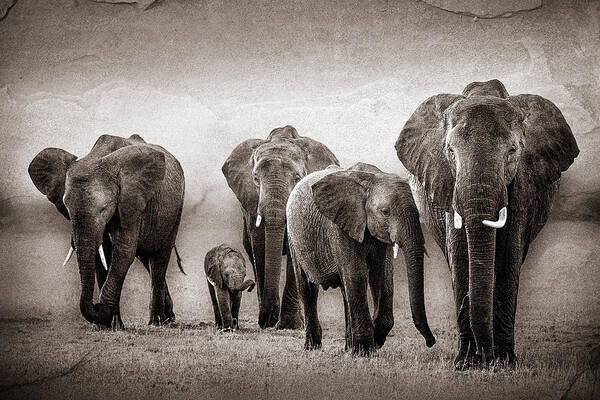 Africa Art Print featuring the photograph Elephant Herd Rock Texture by Mike Gaudaur