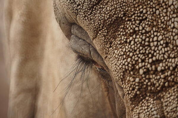 Animals Art Print featuring the photograph Elephant Lashes by Ernest Echols