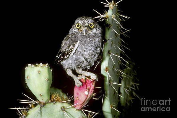 Elf Owl Art Print featuring the photograph Elf Owlet by Art Wolfe