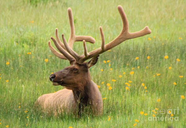 Elk Art Print featuring the photograph Elk in the Flowers by Cathy Donohoue