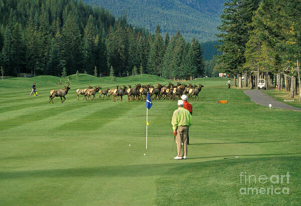 Elk Art Print featuring the photograph Elk On The Golf Course by Ron Sanford