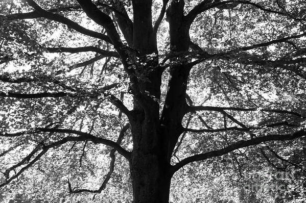 Vancouver Art Print featuring the photograph Elm in Black and White by John Mitchell