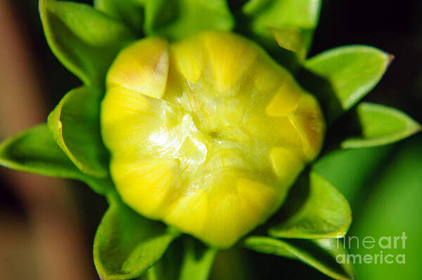 Yellow Dahlia Art Print featuring the photograph Emerging Dahlia Bud by Tikvah's Hope