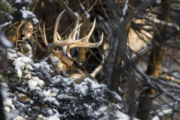 Wildlife Art Prints Art Print featuring the photograph Emerging by Garett Gabriel