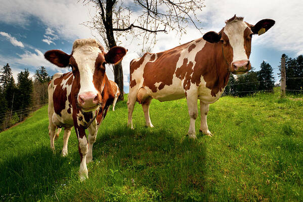 Grass Art Print featuring the photograph Emmentaler Cows by Phil