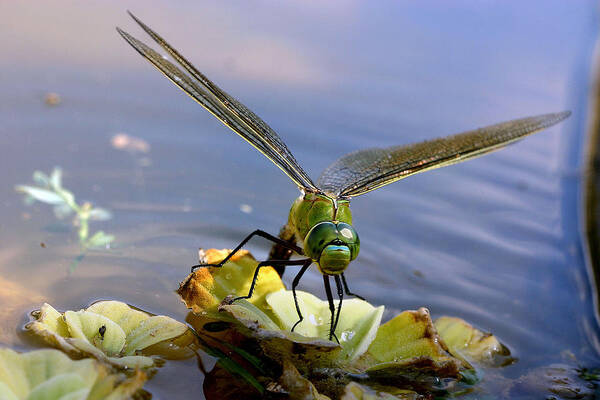 Emperor Dragonfly Art Print featuring the photograph Emperor Dragonfly by M. Watson