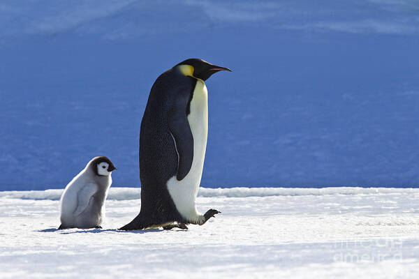 Emperor Penguin Art Print featuring the photograph Emperor Penguin And Chick by Jean-Louis Klein and Marie-Luce Hubert