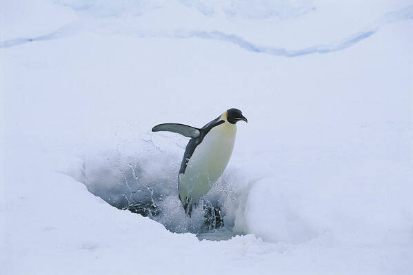 Feb0514 Art Print featuring the photograph Emperor Penguin Leaping Through Ice by Pete Oxford