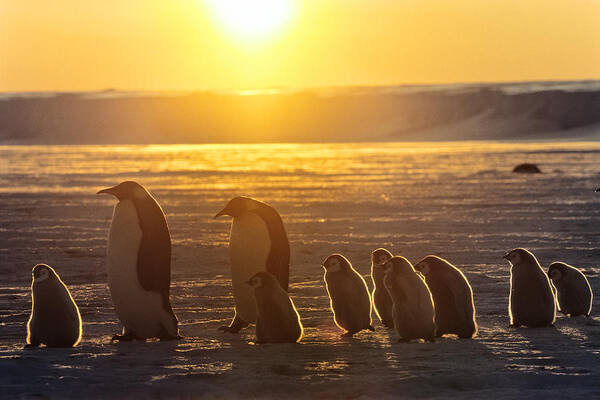 Feb0514 Art Print featuring the photograph Emperor Penguins With Chicks Antarctica by Konrad Wothe