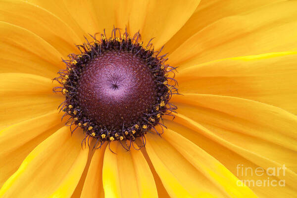 Black-eyed Susan Art Print featuring the photograph Encouragement by Patty Colabuono