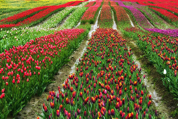 Monet Art Print featuring the photograph Endless waves of tulips by Eti Reid