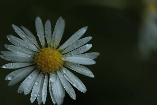 Daisy Art Print featuring the photograph English Daisy and Rain Drops by Valerie Collins