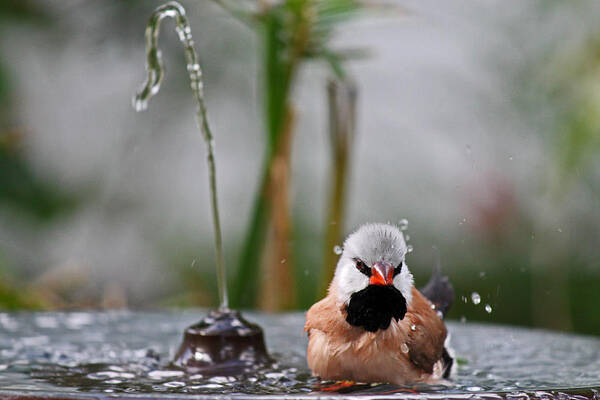 Bird Art Print featuring the photograph Enjoying my shower by Lily K