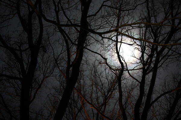 The Mystical Shadows Of Branches As They Reach Out To The Moonlight Art Print featuring the photograph Entangled in the moonlight by Judy Powell