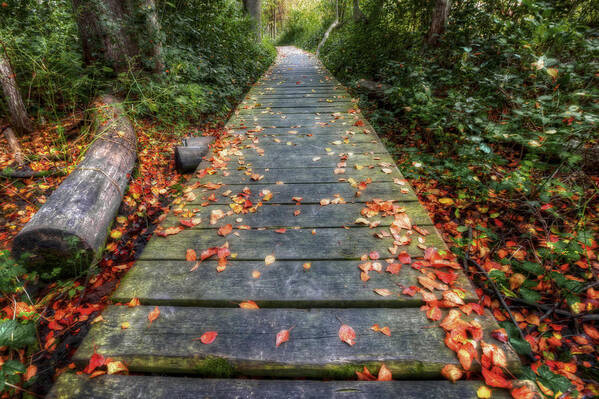 Wisconsin Landscape Art Print featuring the photograph Enter the Woods - Retzer Nature Center - Waukesha by Jennifer Rondinelli Reilly - Fine Art Photography