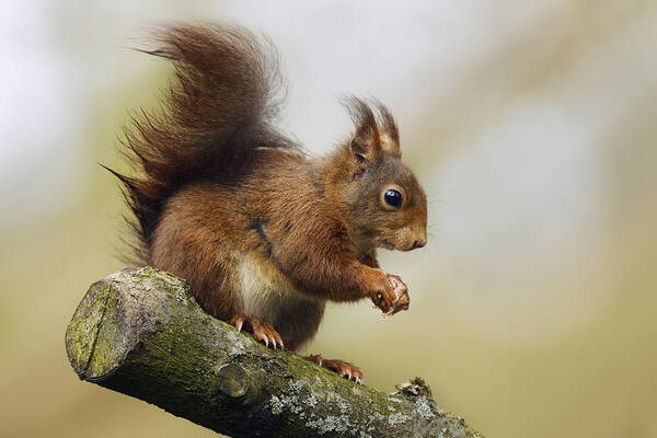 Nis Art Print featuring the photograph Eurasian Red Squirrel Netherlands by Marianne Brouwer