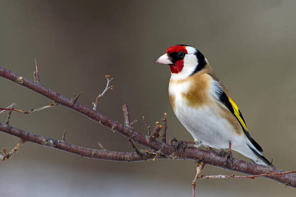 Goldfinch Art Print featuring the photograph European Goldfinch by Torbjorn Swenelius